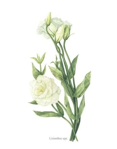 Эустомы акварель