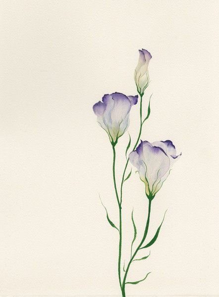 Лизиантус акварельный