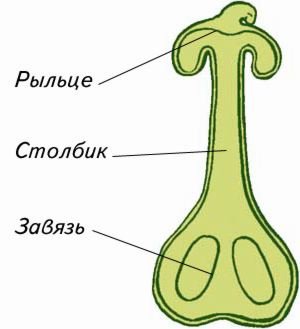 Строение завязи пестика лилии