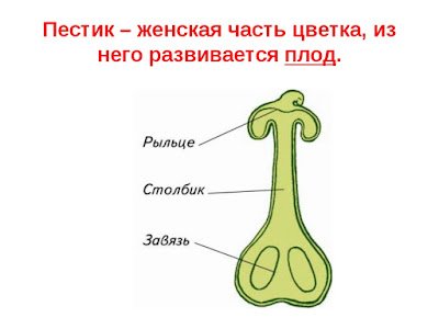 Пестик цветка