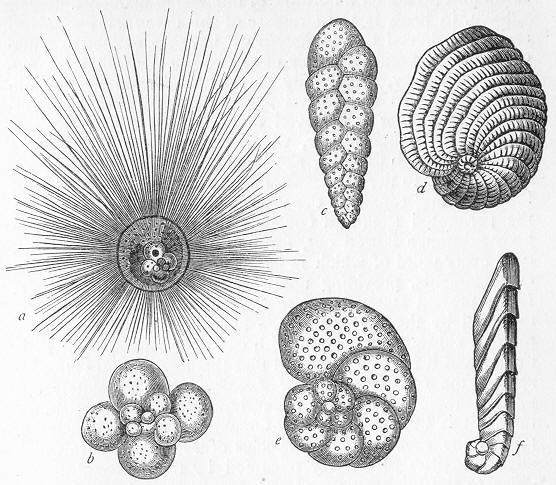 Морские корненожки фораминиферы