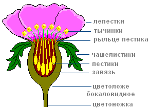 Строение цветка сложноцветных схема