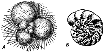 Фораминиферы биология 7