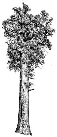 Секвойя нарисовать