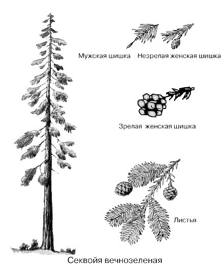 Плакаты американские горы