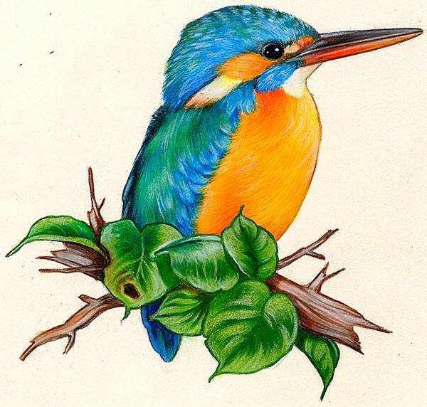 Обыкновенный Зимородок нарисовать