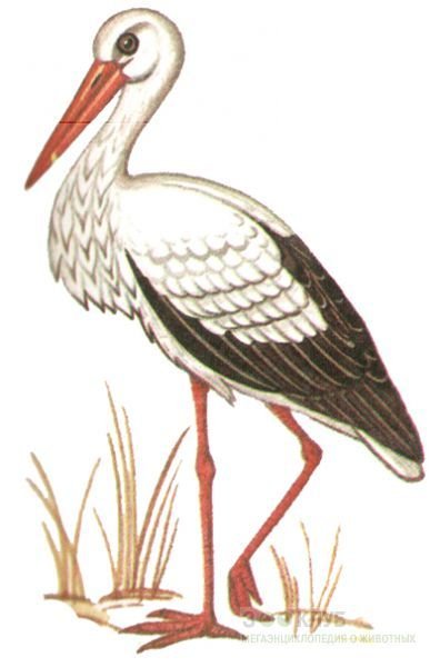 Аист рисунок