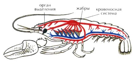Внутреннее строение ракообразных
