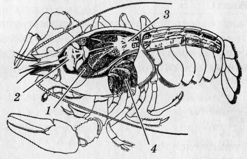 Членистоногие дыхательная система ракообразные