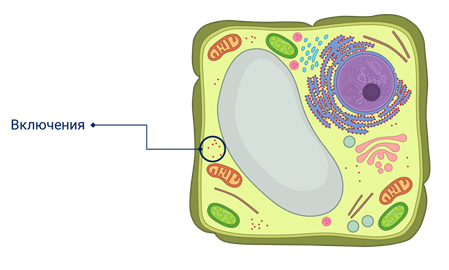 Включения клетки строение и функции
