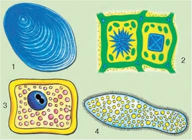 Клеточные включения в клетке