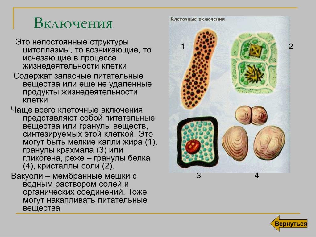 Какое значение цитоплазмы в жизнедеятельности. Включения клетки строение и функции. Цитоплазматические включения классификация. Включения растительной клетки функции. Включения - непостоянные структуры цитоплазмы.