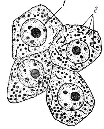 Включения рисунок (47 фото)