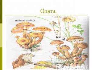 Ложный опенок контур