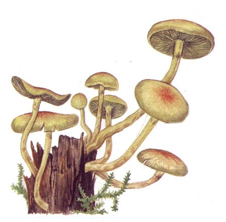 Ложный опенок контур