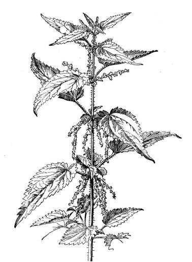 Крапива двудомная черно белая