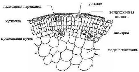Строение стебля двудольных растений