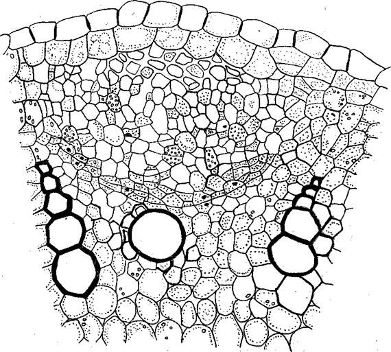 Склеренхима Ксилема флоэма