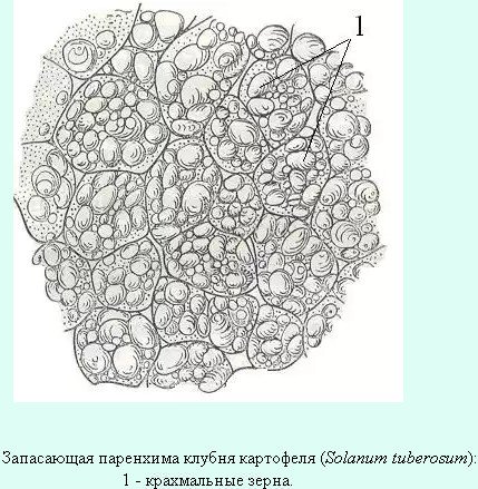 Основная запасающая ткань растений