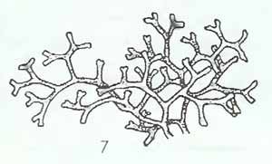 Риччия Флуитанс строение