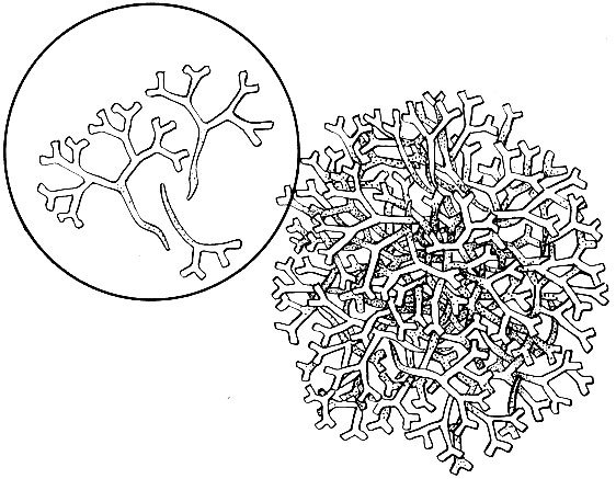 Строение мха риччия рисунок