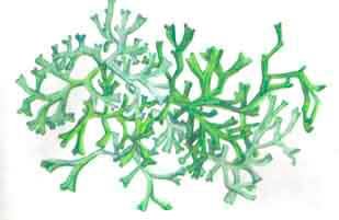 Риччия и маршанция