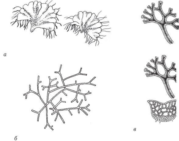 Риччия строение схема