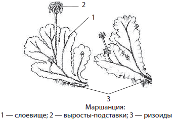 Риччия листостебельный мох