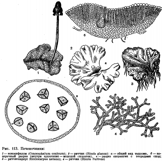Мох акварель