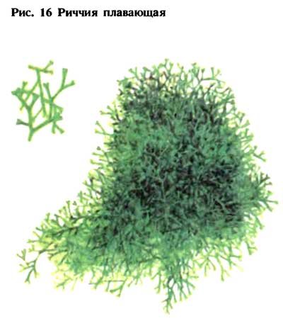 Риччия рисунок (47 фото)