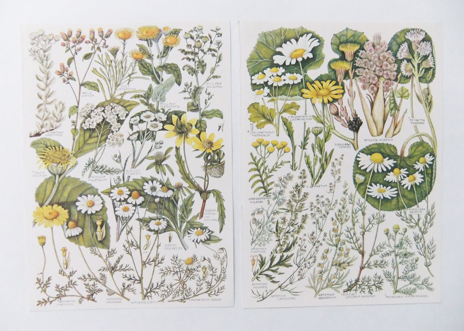Книжная иллюстрация растений