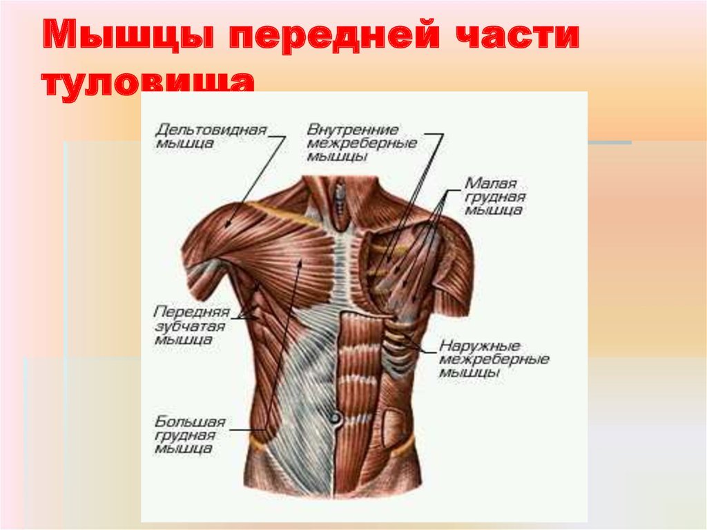 Передняя часть человека. Мышцы грудной клетки спереди. Мышцы груди сбоку. Мышцы груди вид спереди.
