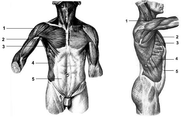 Мышцы груди и живота