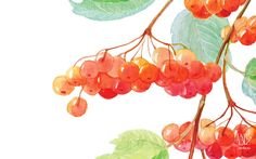 Калина на белом фоне