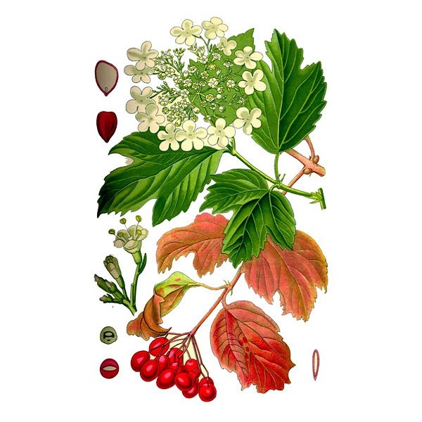 Калина Фармакогнозия