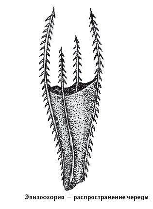 Плоды череды