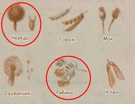 Череда плод