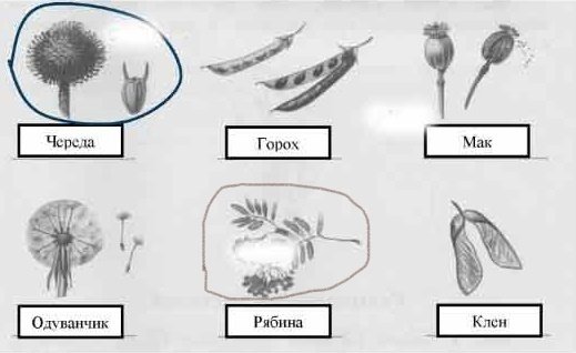 Строение череды