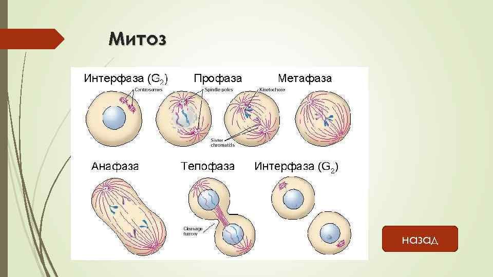 Интерфаза 2 схема. Интерфаза и фазы митоза рисунок. Размножение клеток митоз схема.