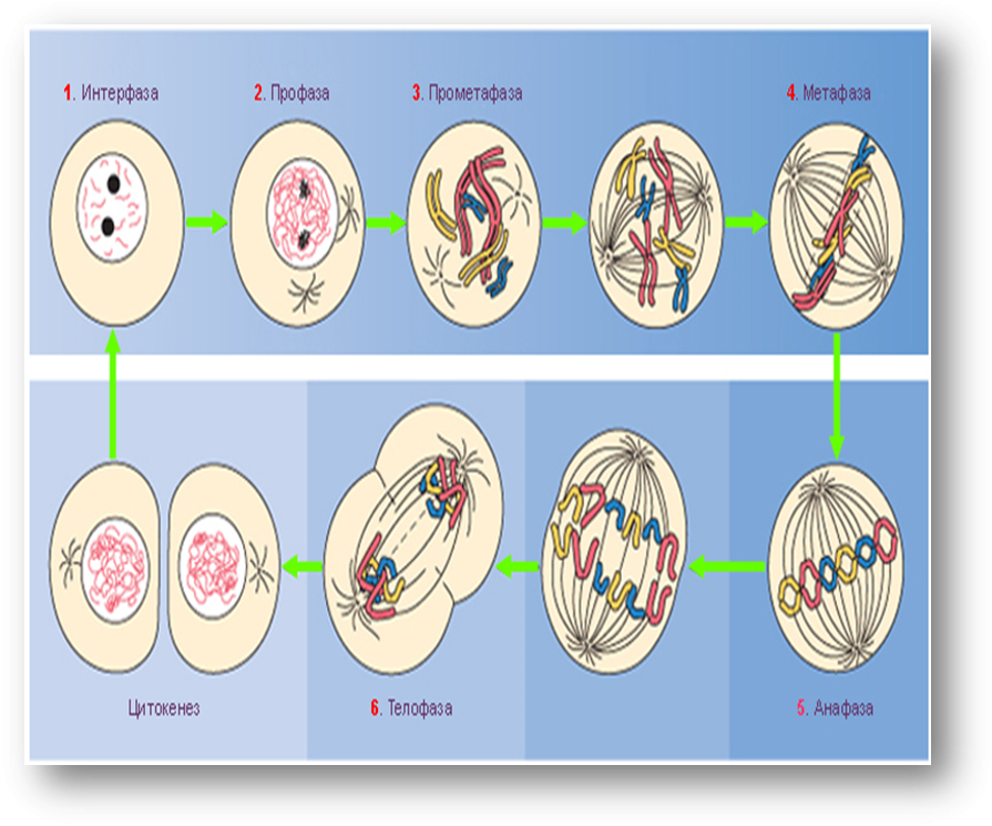 Интерфаза клетки. Этапы деления клетки интерфаза. Интерфаза профаза прометафаза. Интерфаза 2 процессы.