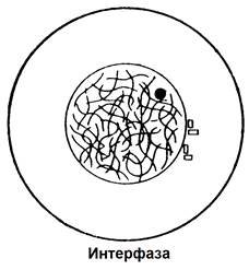Схема интерфазы митоза