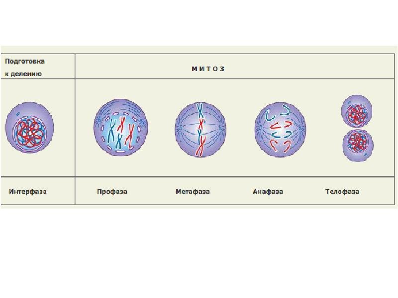Фаза подготовки клетки к делению. Метафаза 2. Профаза 2 метафаза 2. Профаза 2 метафаза 2 анафаза 2 телофаза 2. Телофаза 1.