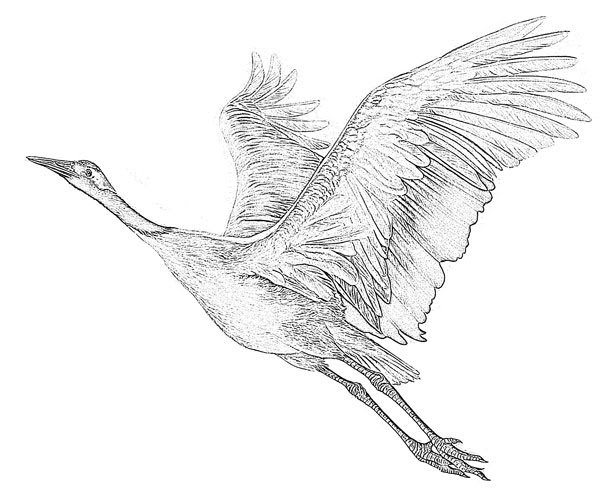 Взлетающий лебедь рисунок карандашом