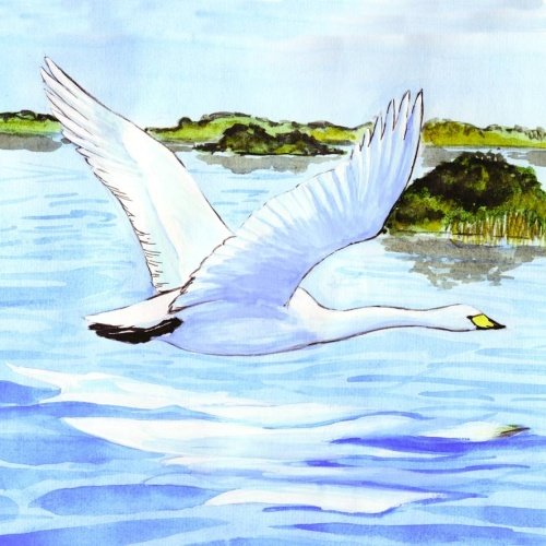 Лебедь в полете рисунок