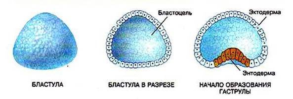 Ранняя и поздняя гаструла
