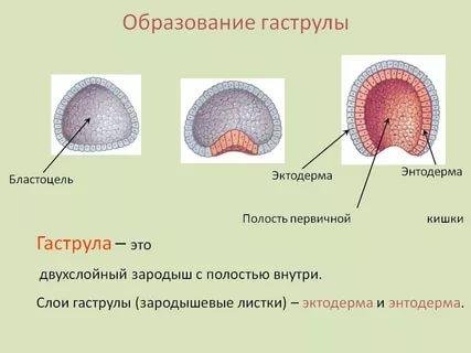 Гаструла эктодерма бластопор