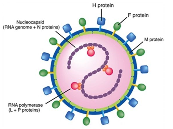 Вирус кори микробиология