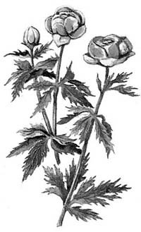 Ботанический атлас ранункулюс