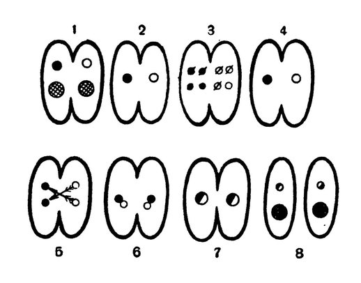 Этапы конъюгации инфузорий