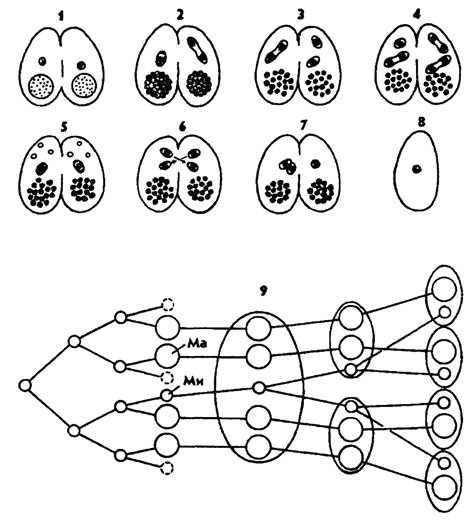 Конъюгация инфузории туфельки схема